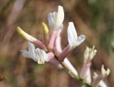 Astragalus varius