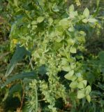 Atriplex sagittata. Верхушка побега с плодами. Тверская обл., г. Тверь, Пролетарский р-н, пустырь. 6 сентября 2020 г.