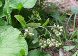 Trachystemon orientalis