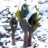 Fritillaria imperialis. Вегетирующее растение с развивающимися побегами под снегом. Ульяновск, Заволжский р-н, клумба у жилого дома. 05.04.2022.