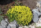 Draba bruniifolia