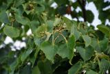 Tilia amurensis. Верхушка ветви с соплодиями. Приморье, окр. г. Находка, гора Племянник, опушка широколиственного леса вблизи вершины. 29.07.2021.