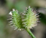 Turgenia latifolia. Соплодие. Луганская народная республика, г. Луганск, пос. Екатериновка, окраина невспаханного поля. 08.06.2022.