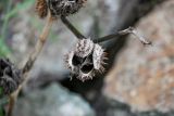 Datura stramonium