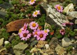 Waldheimia tridactylites