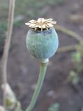 Papaver somniferum