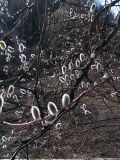 Salix rorida. Ветви с распускающимися цветочными почками. Алтай, Шебалинский р-н, с. Камлак. 25.04.2010.