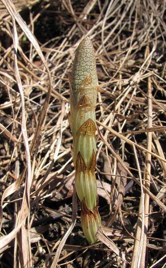 Изображение особи Equisetum sylvaticum.