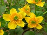 Caltha palustris