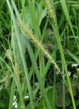 Carex rostrata