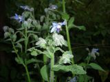 Borago officinalis