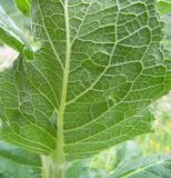 Verbascum lychnitis