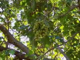 Paulownia tomentosa. Ветви с плодами. Южный Берег Крыма, Никитский ботанический сад. 25 августа 2007 г.