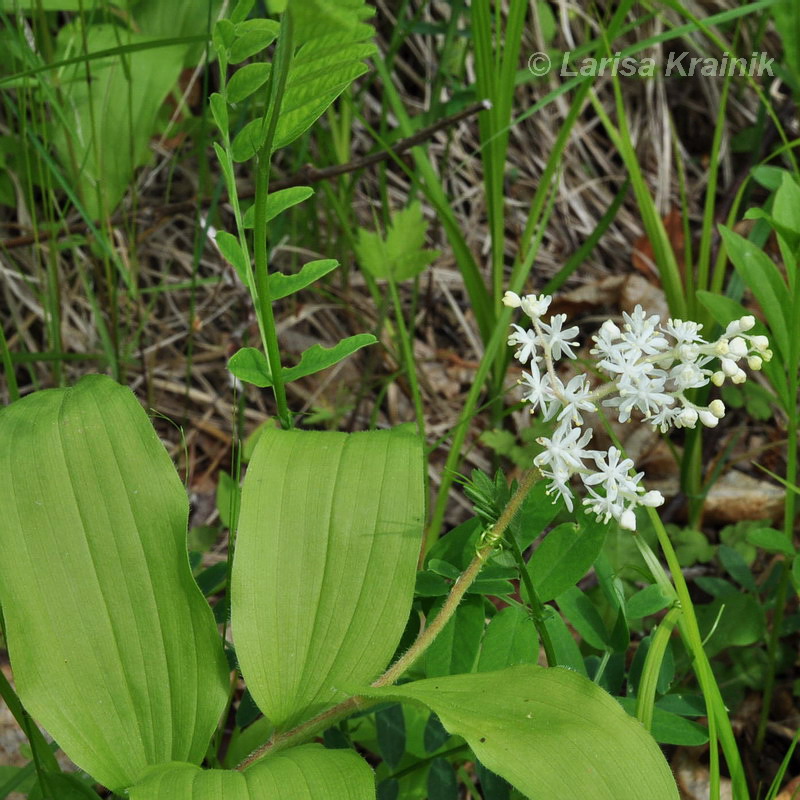 Изображение особи Smilacina hirta.