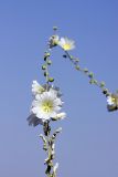 Alcea nudiflora. Верхушка цветущего растения. Южный Казахстан, подгорная степь в верховьях сая Унгур. 12.08.2010.