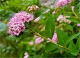 Spiraea japonica. Побег с соцветием. Окр. г. Красноярска, приусадебная территория. 04.07.2012.