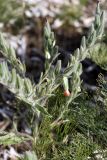 Onosma dichroantha. Верхушка цветущего растения. Южный Казахстан, нижний Боролдай, лощина Акжар. 04.06.2012.