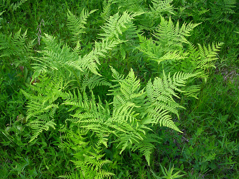 Изображение особи Pteridium pinetorum.