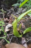 род Nepenthes. Верхушка листа с ловчим кувшинчиком. Остров Борнео (Калимантан), Малайзия, провинция Сабах, склон горы Трас-Мади, 1300 м н.у.м., горный лес. 23.02.2013.