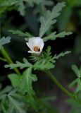 Hibiscus trionum