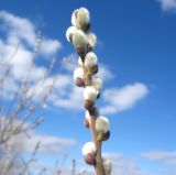 Salix cinerea. Побег с распускающимися женскими соцветиями. Новосибирская обл., Карасукский р-н, с. Благодатное, опушка колка. 25.04.2013.