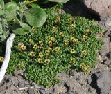 Diapensia obovata. Отцветшие растения. Камчатский край, вулкан Горелый. 26.07.2013.