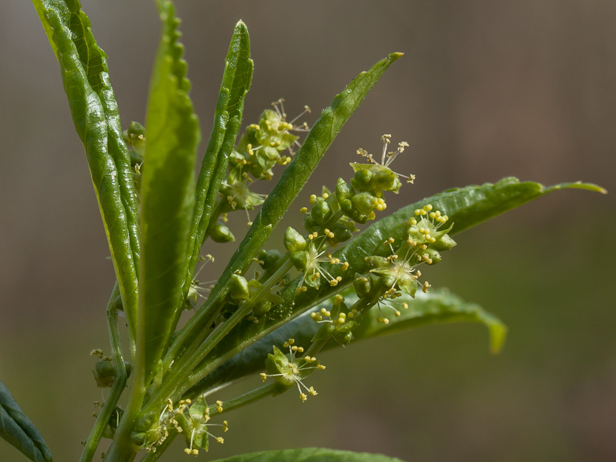 Изображение особи Mercurialis perennis.