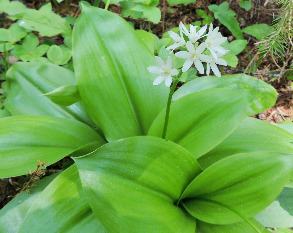 Изображение особи Clintonia udensis.