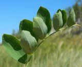 Lathyrus japonicus подвид maritimus. Сложно-перистый лист. Калининградская обл., Зеленоградский р-н, Куршская коса, авандюна со стороны Балтийского моря. Июль 2014 г.