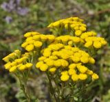 Tanacetum vulgare