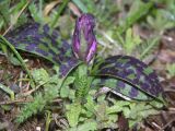 Dactylorhiza aristata. Растение в стадии бутонизации. Камчатский край, Елизовский р-н, пойма р. Авачи, склон на поляне в подлеске каменноберезового леса. 24.05.2008.