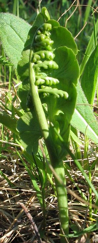 Изображение особи Botrychium lunaria.