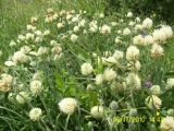 Trifolium trichocephalum