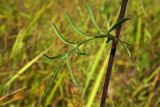 Centaurea scabiosa. Лист в средней части стебля. Новгородская обл., Боровичский р-н, ок. 1 км на с.-в. от дер. Селино, луг. 25.07.2015.