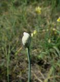 Allium ramosum