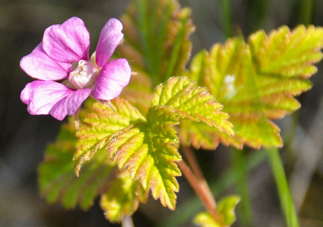 Изображение особи Rubus arcticus.