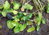 Viola sacchalinensis