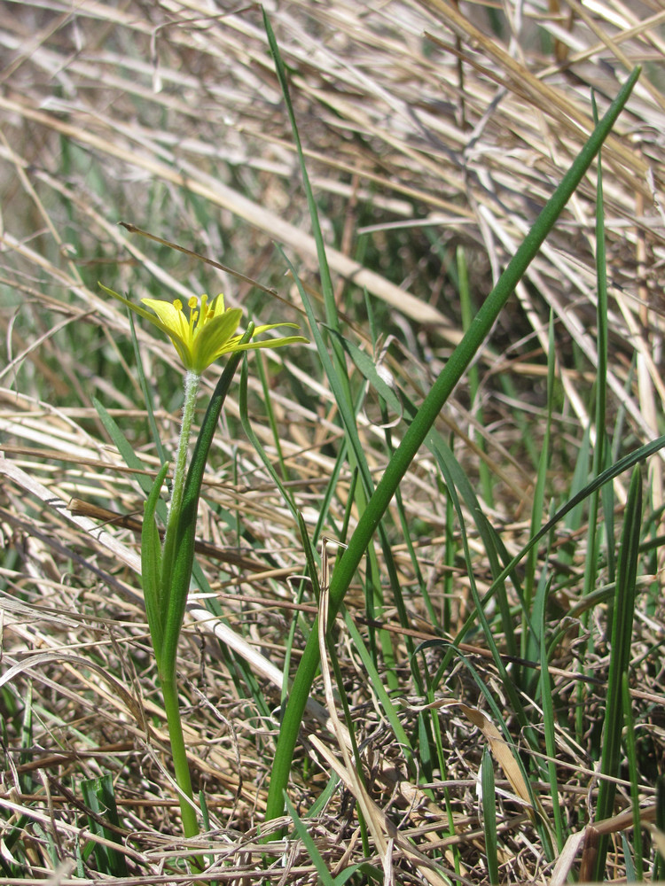 Изображение особи Gagea liotardii.