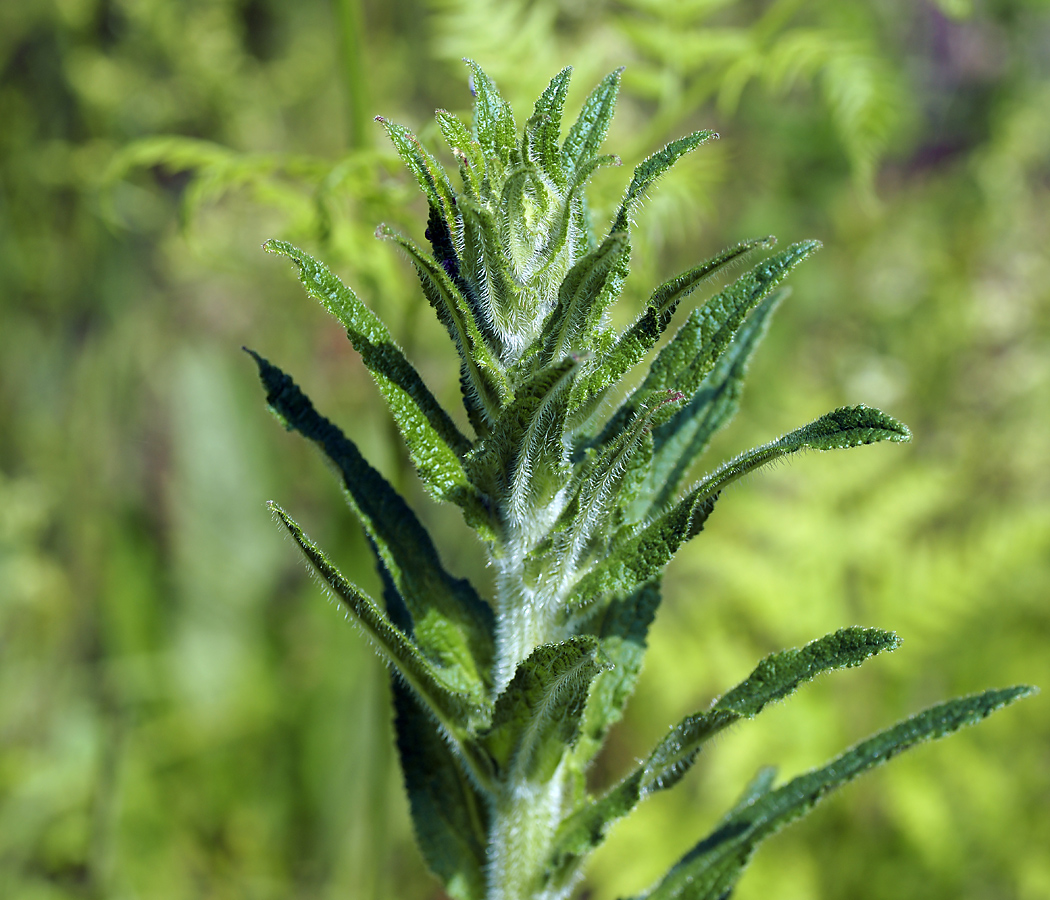 Изображение особи Campanula cervicaria.