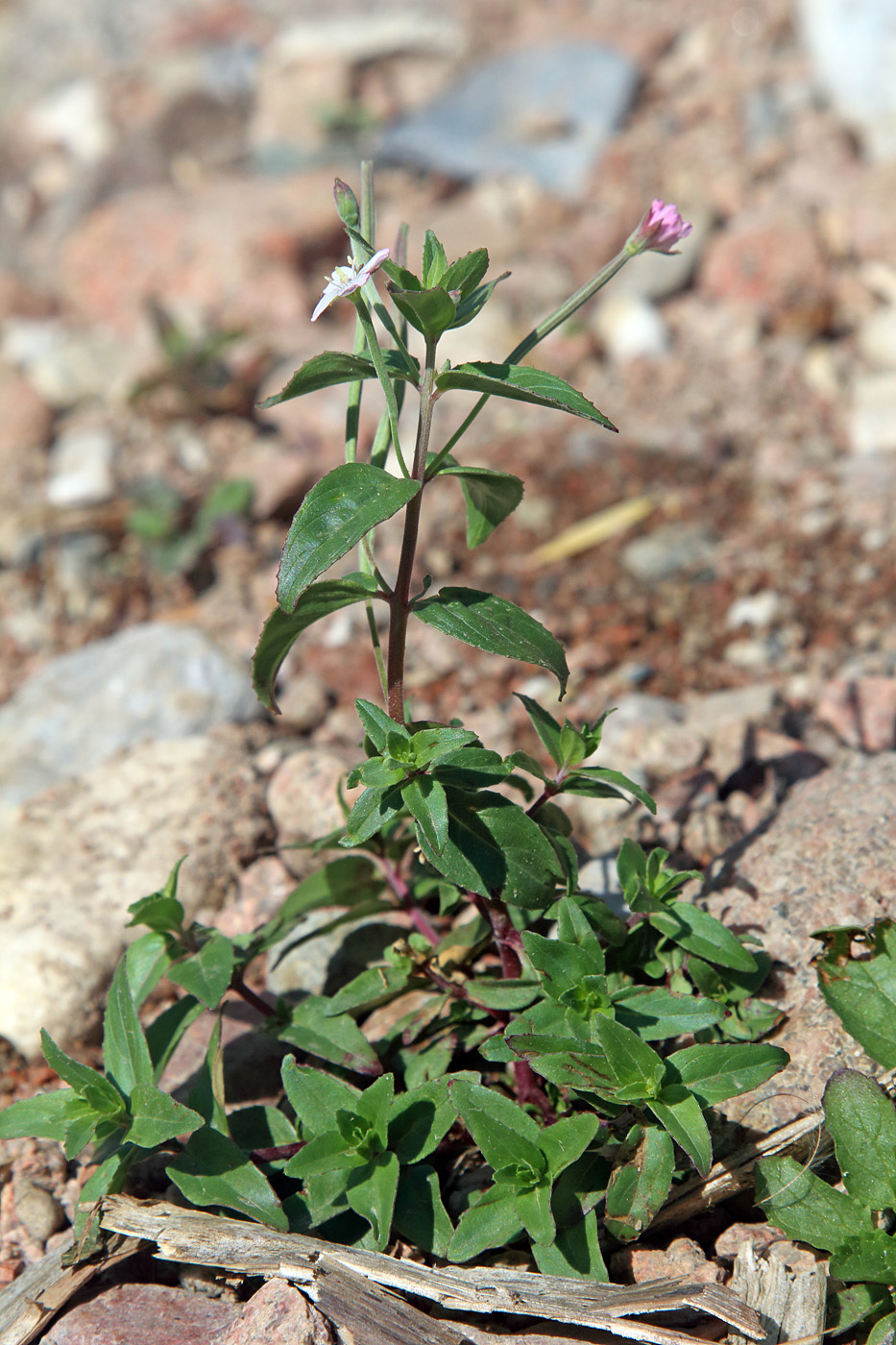 Изображение особи Epilobium cylindricum.