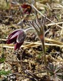 Pulsatilla cernua. Цветущее растение. Приморье, Партизанский р-н, травянистый склон сопки на морском побережье. 24.04.2016.