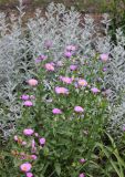 Erigeron speciosus. Верхушка цветущего растения. Республика Татарстан, Зеленодольский р-н, Раифский Богородицкий монастырь, цветник. 19.06.2015.