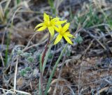 Gagea pauciflora. Верхушка цветущего растения. Иркутская обл., Усть-Ордынский р-н, гора Булен, мелко-щебенистый склон. 26.04.2016.