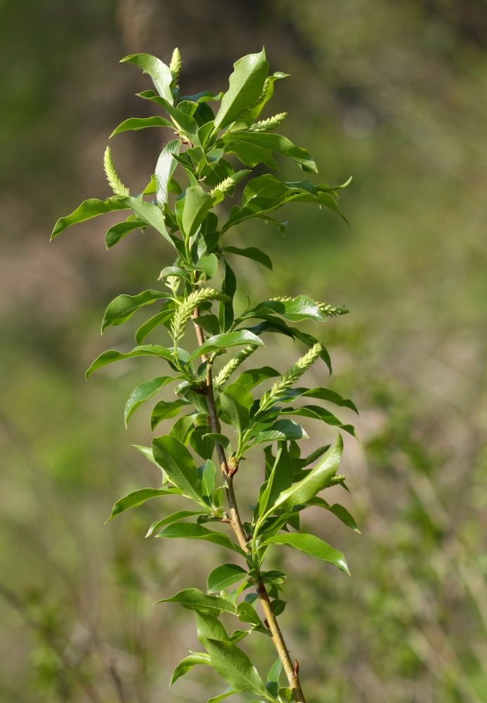 Изображение особи Salix pseudopentandra.