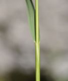 семейство Poaceae