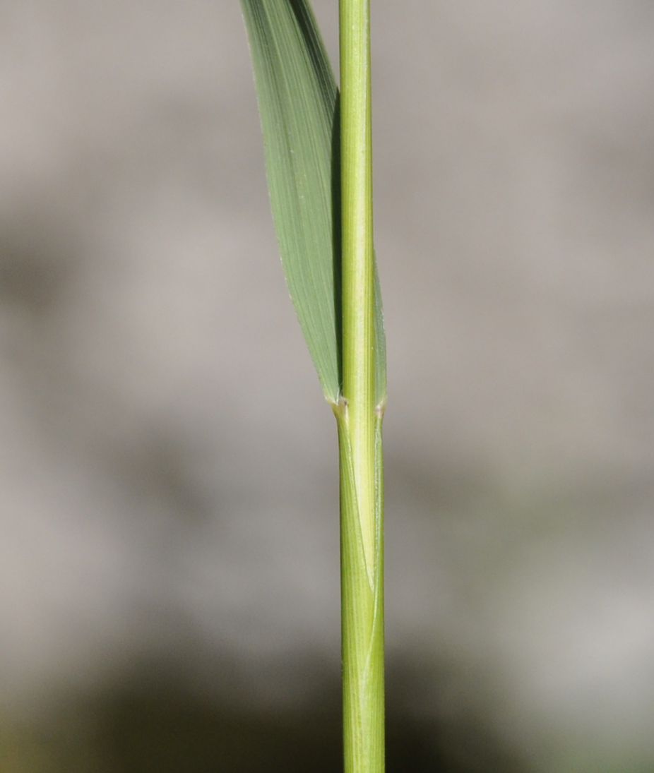 Изображение особи семейство Poaceae.