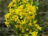 Solidago virgaurea