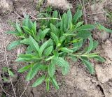 Stachys recta