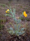 Glaucium flavum. Цветущее растение. Испания, автономное сообщество Каталония, провинция Жирона, комарка Баш Эмпорда, муниципалитет Тороэлья-де-Монгри, маршевый луг \"Платера\" (Platera) близ устья р. Тер. 26.04.2017.