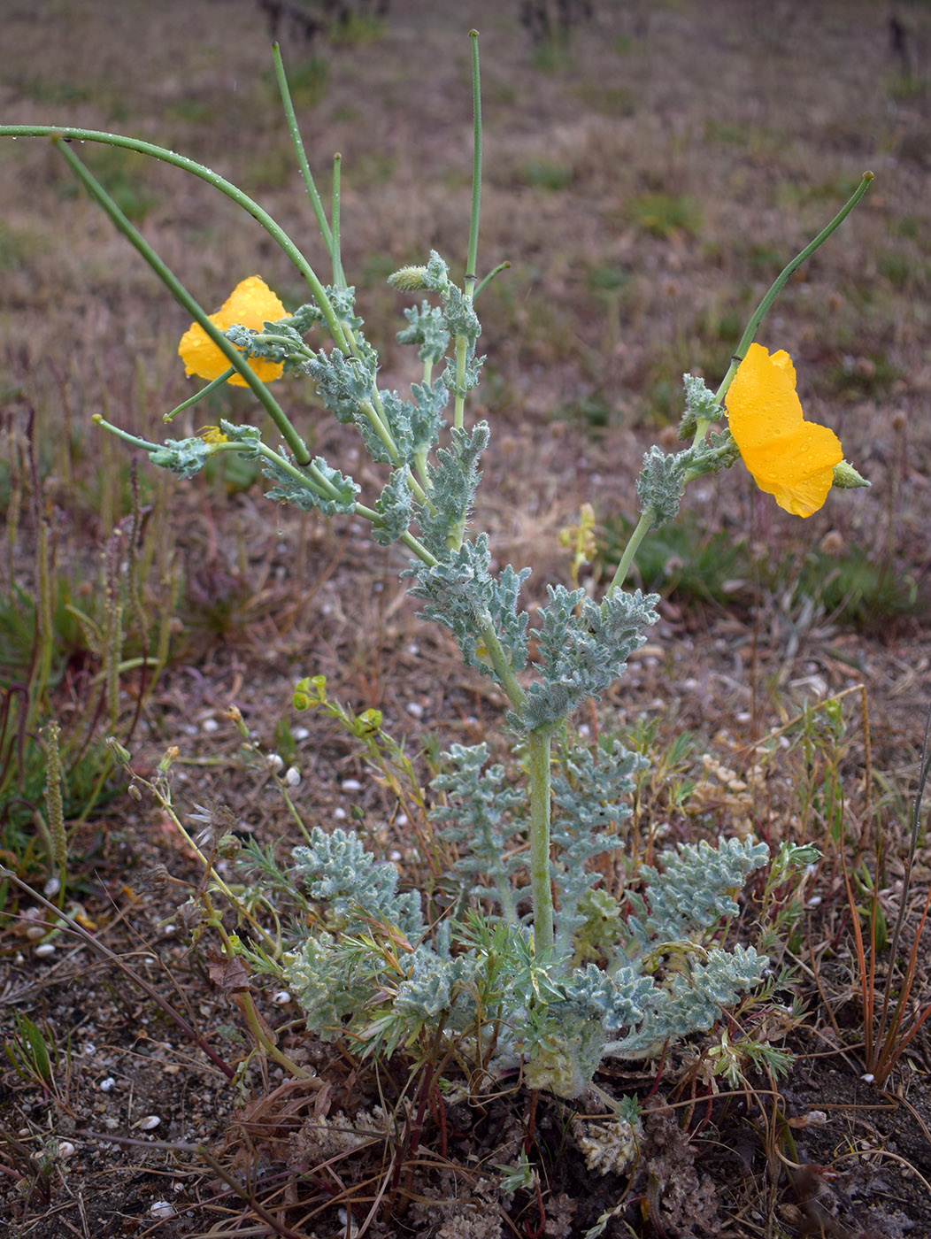 Изображение особи Glaucium flavum.